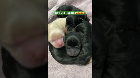 Daisy Had Her Puppies! 4 Sweet Boys🥰 #shorts #newbornpuppies #puppies