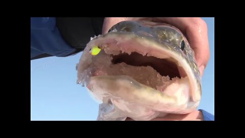 Multispecies Ice Fishing at Devils Lake, North Dakota