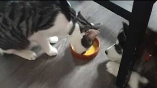 Gato e cão brigam por tigela de comida!