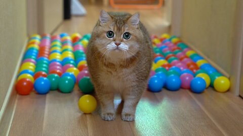 Hosico Cat Playing with Colorful balls 🏀 🏐