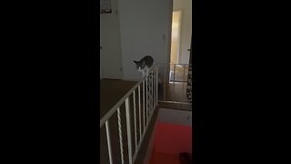 Cat almost falls off railing