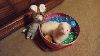 More footage of Snowball being the Easter Bunny