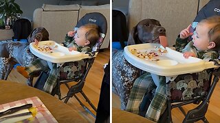 Sneaky Pup Caught Red-Handed Stealing Baby’s Food