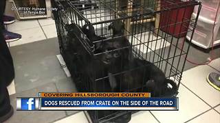 Abandoned crate of puppies found on side of road in Hillsborough County