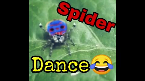 Spider 🕸️ dance 🙌