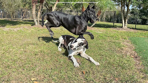 Great Danes play leap frog while arguing over stick
