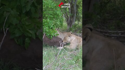 BÚFALO ENTRA NA ÁGUA PARA ESCAPAR DE LEÕES - VIDA ANIMAL #vidaanimal #lions #animals
