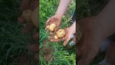 potatoe harvest!