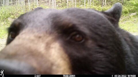 Trail Cams - God's Creation - Northern Maine