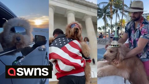 Watch this adventurous pooch travelling around the US in a variety of super cool vehicles