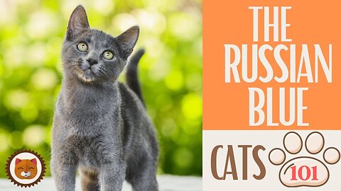 🐱 Cats 101 🐱 RUSSIAN BLUE - Top Cat Facts about the RUSSIAN BLUE