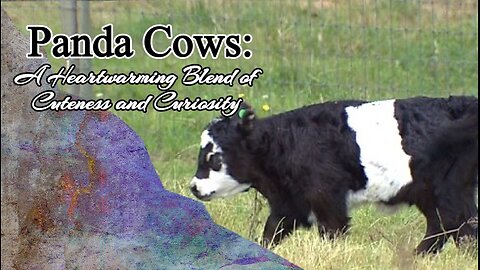 Panda Cows: A Heartwarming Blend of Cuteness and Curiosity