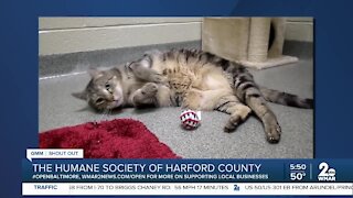 Cats up for adoption at the Humane Society of Harford County