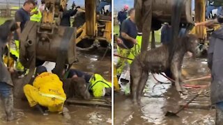 Horse And Pony Rescued After Getting Trapped In Deep Mud