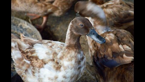 Raising Ducks: What You Need To Know