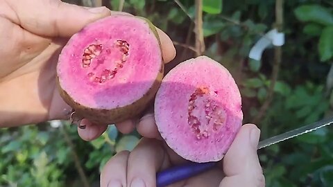 frutíferas produzindo em vaso goiaba roxa serrana maçã a venda em Niterói RJ estamos enviando brasil