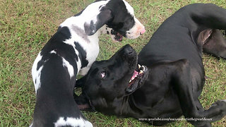 Great Dane and 10 Week Old Puppy Love Playing in the Grass