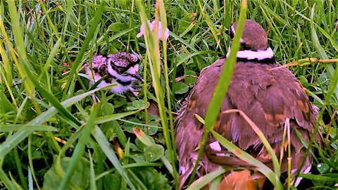 Killdeer parents share the job of keeping their newborns warm