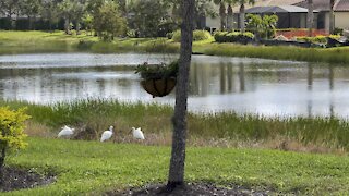 White Ibis in Paradise- 11/3/2021- 4K