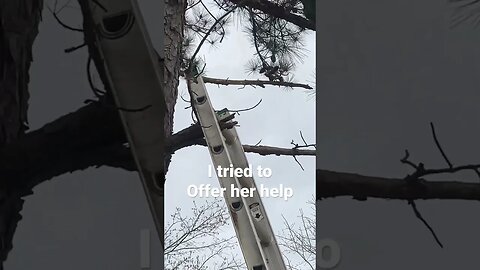 Cat Stuck Up Tree