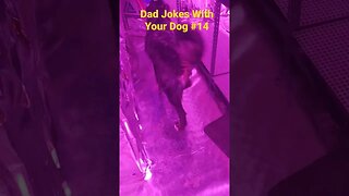 dad jokes with your dog, puppy #puppy #funny #dadjokes