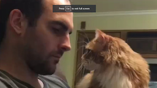 Kitten is just totally desperate for attention