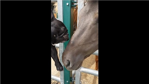 French Bulldog lovingly embraces horses