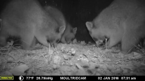 3 Minutes ⏰of Raccoons🦝 Partying🥳 #party #cute #funny #animal #nature #wildlife #trailcam #farm