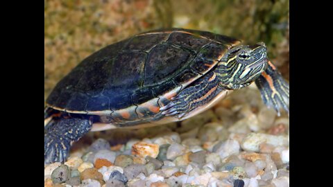 This exquisite creature is a painted turtle