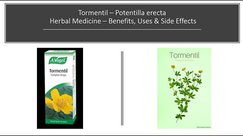 Tormentil Herbal Medicine Benefits, Uses & Side Effects