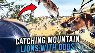 Catching Mountain Lions With Dogs