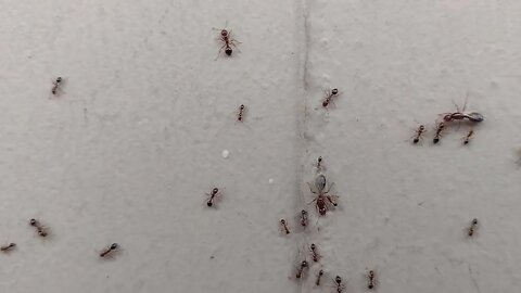 Differen type of ants.https://www.thescifishortstorywriter.com