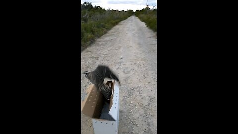 Perrigrine Falcon release