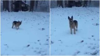 Ce chien découvre la neige pour la première fois