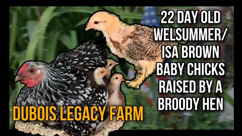 22 Day Old Welsummer/ISA Brown Chicks Raised By A Broody Hen