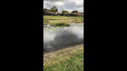 14’ Florida Alligator
