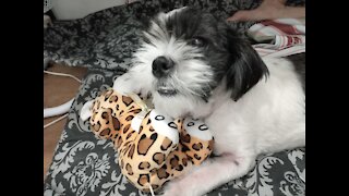 FUNNY DOG don't wanna share her toy