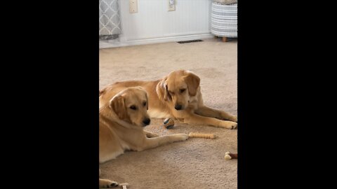 Golden retriever shares ball with her brother.