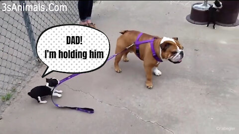 Cute puppies doing funniest things you’ve ever seen