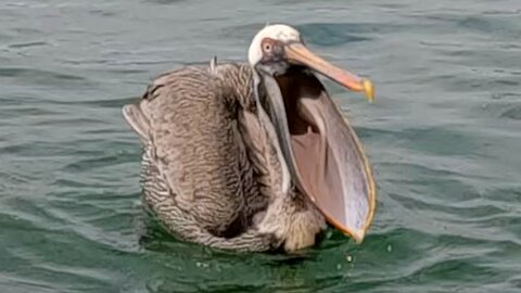Pelican shows off his impressive fishing skills and huge beak