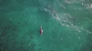 Due squali si avvicinano a una famosa spiaggia australiana