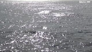 Rare : un grand nombre de baleines bleues aperçues en Californie