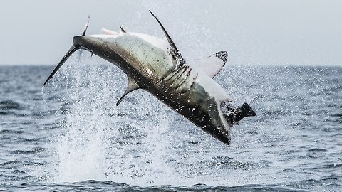 Great White Shark Breaches Off South Africa's Coast