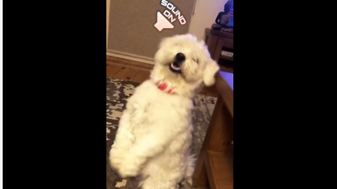 Dancing puppy will brighten your day
