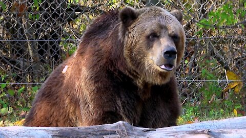 Gigantic grizzly bear plays with a stick like a cub