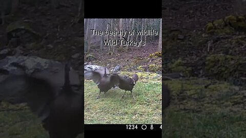 Wild Turkeys fighting and mating #shorts