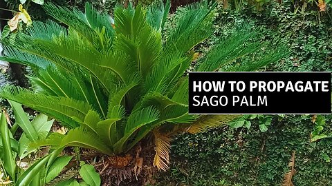 How to Propagate Sago Palm