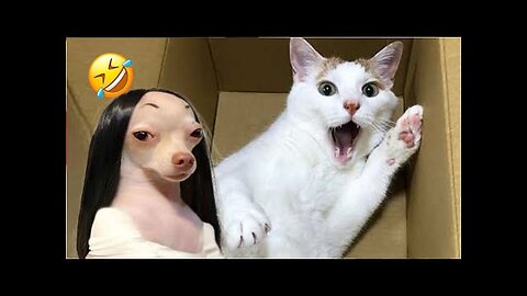 Funniest Dog and Cat Videos 😁 - Funny Animal Videos of 2024