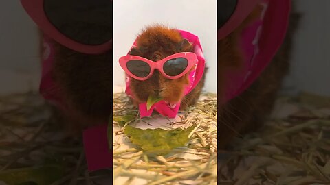 Barbie Girl Guinea Pig! #barbie #guineapig #barbiegirl