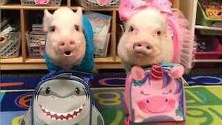 Baby pigs go to school with backpacks